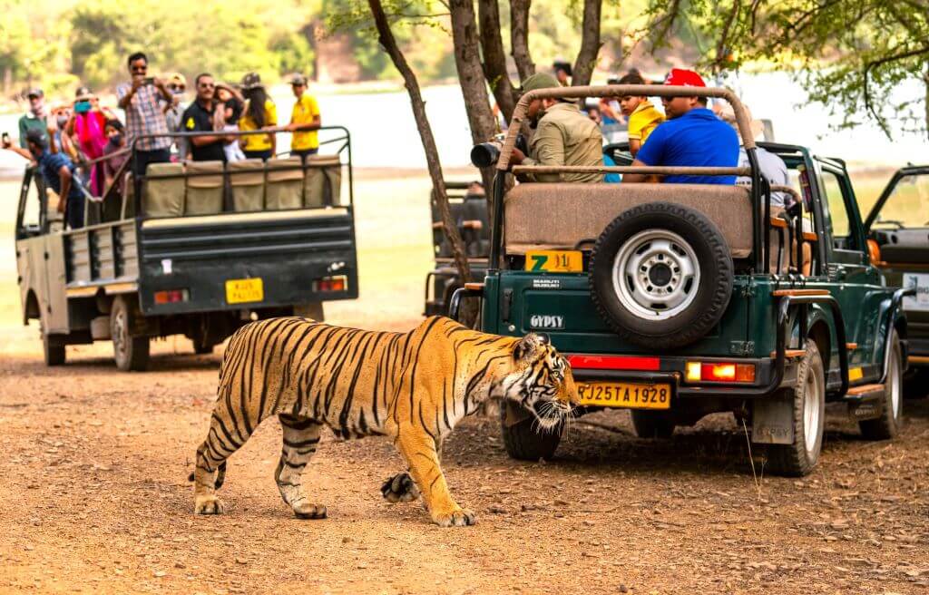 Golden Triangle tour with Ranthambore tiger safari 8 days Delhi Agra Jaipur wildlife experience